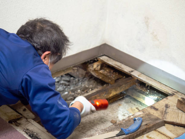Best Home Mold Removal  in Grosse Pointe Park, MI