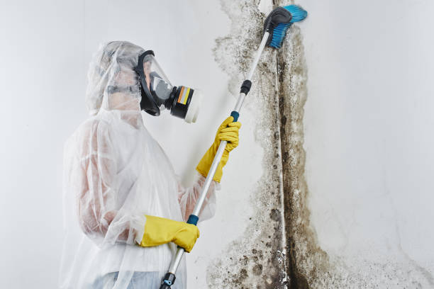 Best Mold Testing  in Grosse Pointe Park, MI