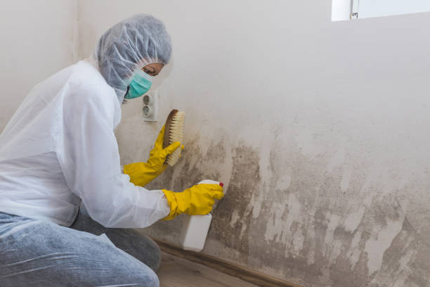 Best Attic Mold Removal  in Grosse Pointe Park, MI