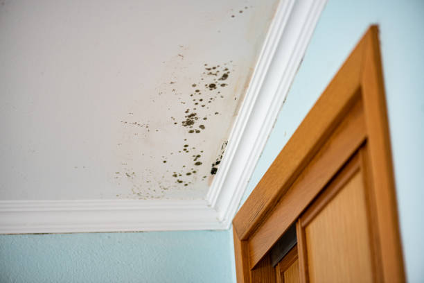 Mold Removal Process in Grosse Pointe Park, MI