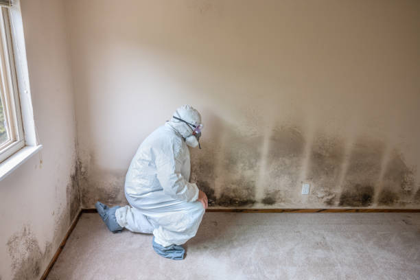 Best Toxic Mold Removal  in Grosse Pointe Park, MI