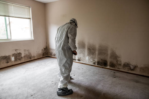 Best Black Mold Removal  in Grosse Pointe Park, MI