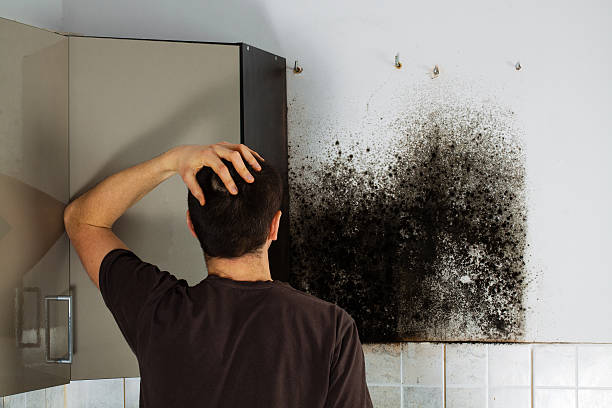 Best Residential Mold Removal  in Grosse Pointe Park, MI