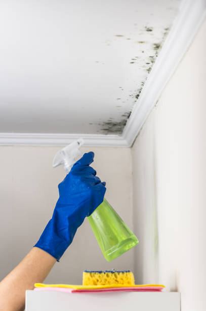 Best Certified Mold Removal  in Grosse Pointe Park, MI